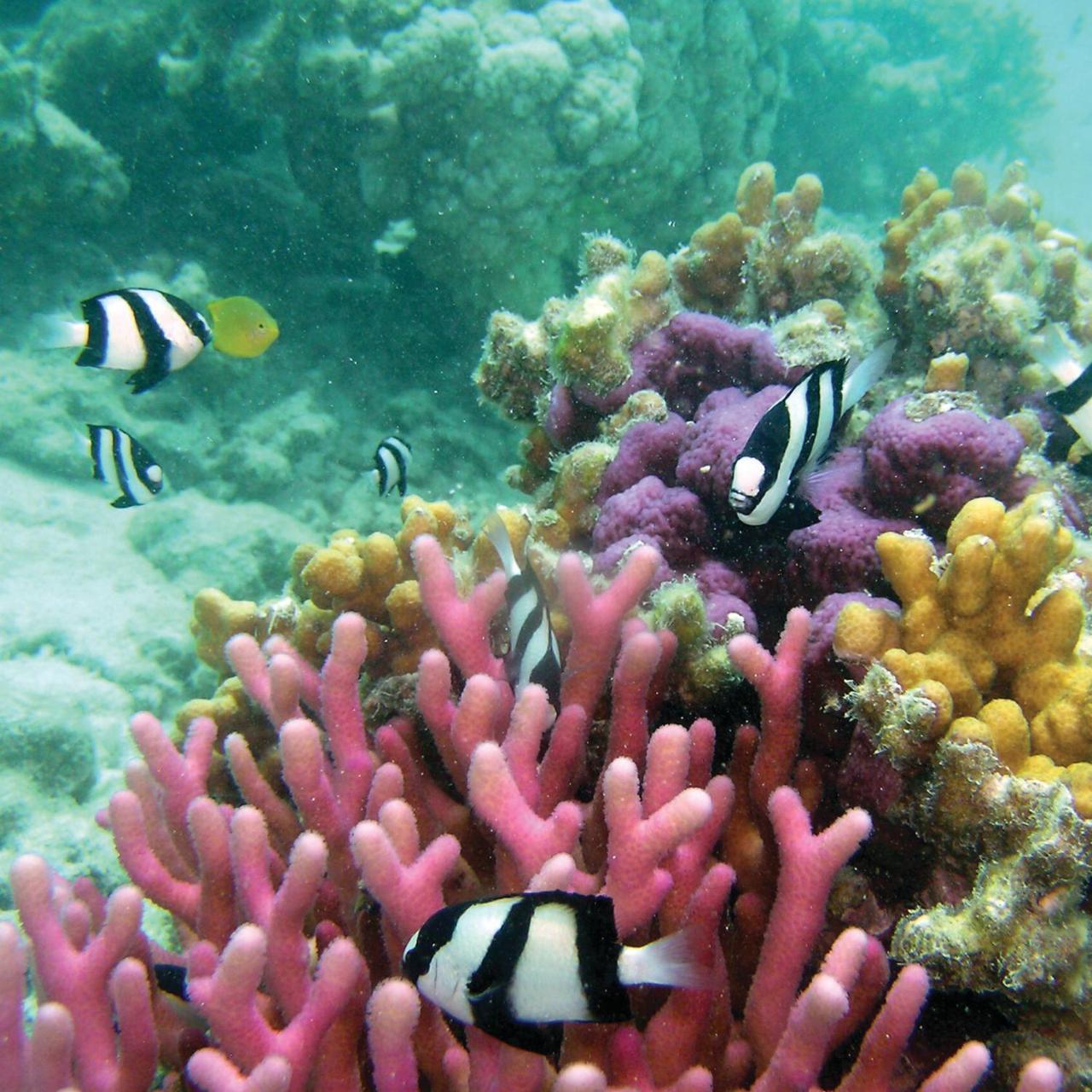 Reef Suite Agnes Water Eksteriør billede